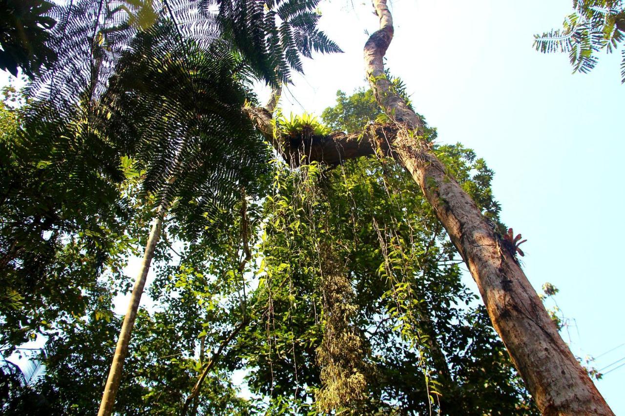 Sitio Das Bromelias Cachoeira Do Tombador Ubatuba Exteriör bild