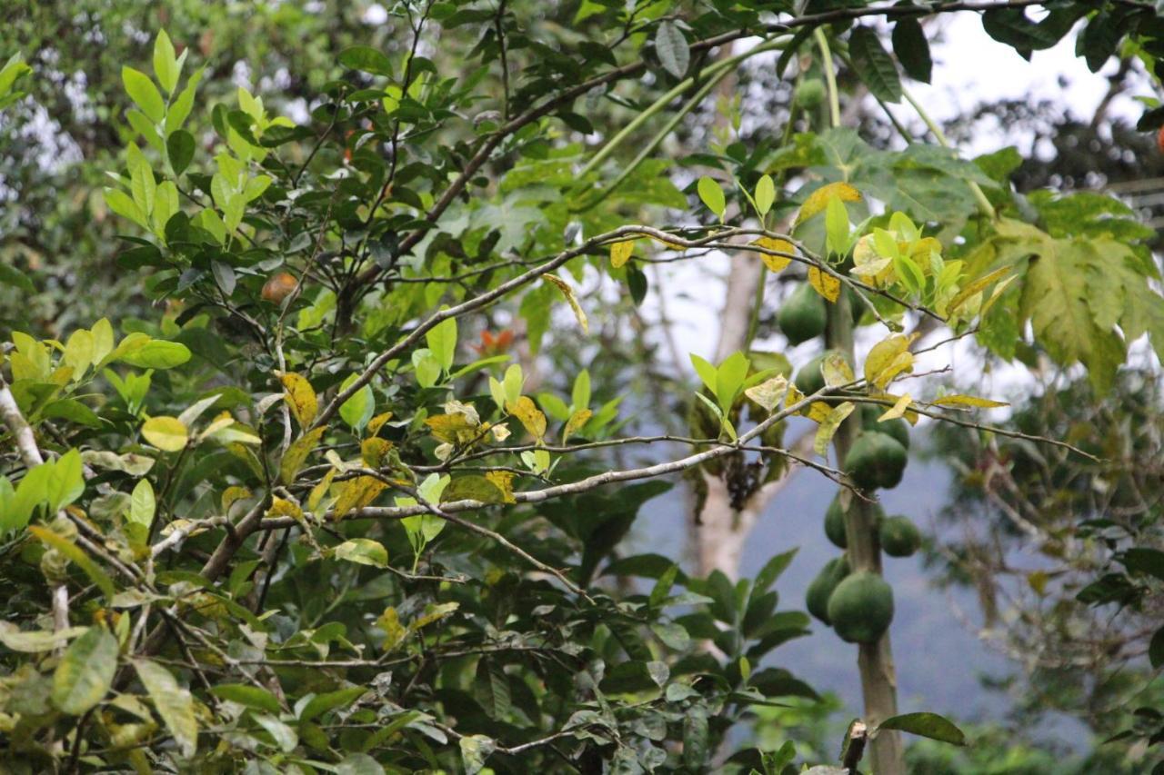 Sitio Das Bromelias Cachoeira Do Tombador Ubatuba Exteriör bild